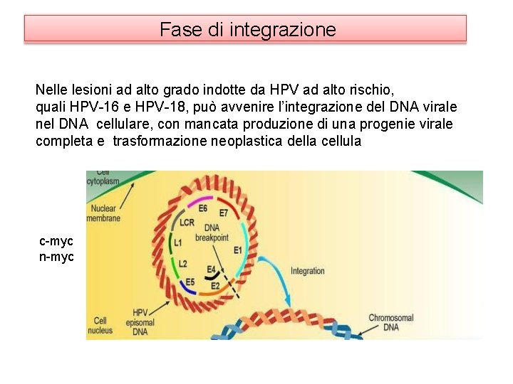 Fase di integrazione Nelle lesioni ad alto grado indotte da HPV ad alto rischio,