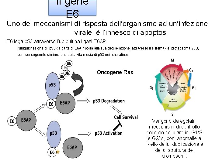 Il gene E 6 Uno dei meccanismi di risposta dell’organismo ad un’infezione virale è