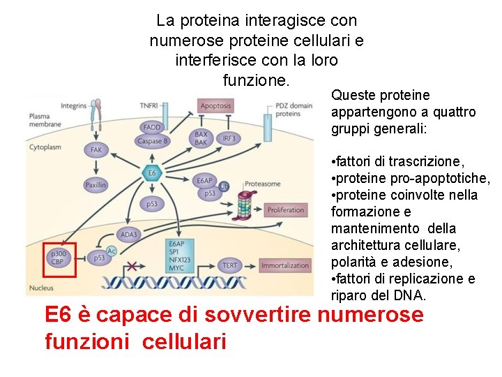 La proteina interagisce con numerose proteine cellulari e interferisce con la loro funzione. Queste