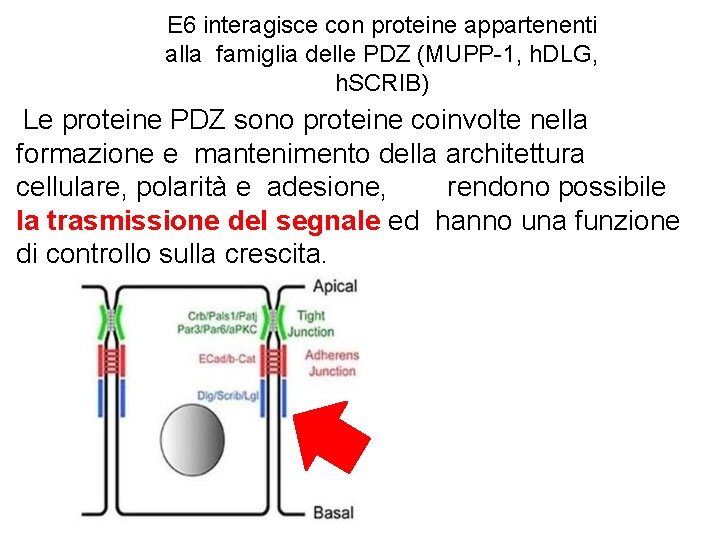 E 6 interagisce con proteine appartenenti alla famiglia delle PDZ (MUPP-1, h. DLG, h.