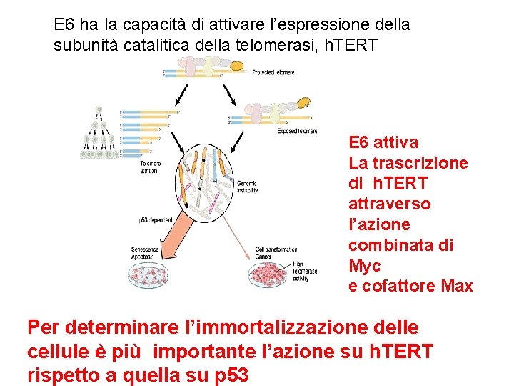 E 6 ha la capacità di attivare l’espressione della subunità catalitica della telomerasi, h.