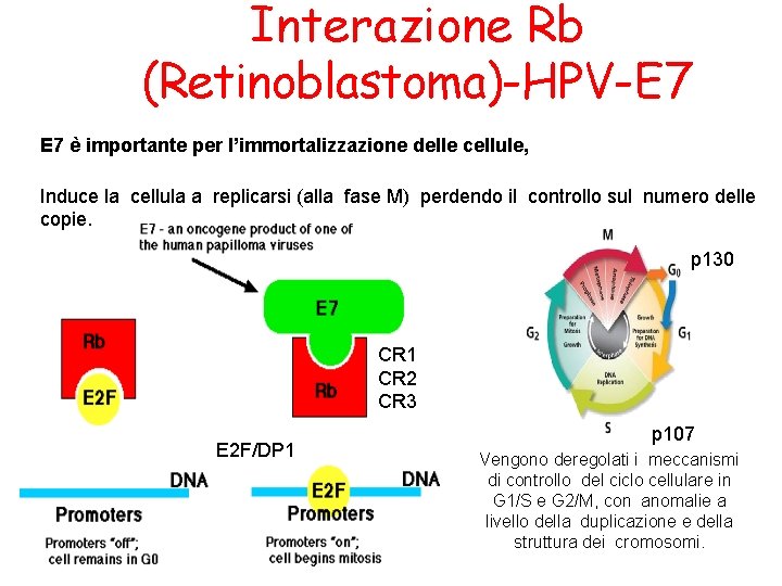 Interazione Rb (Retinoblastoma)-HPV-E 7 è importante per l’immortalizzazione delle cellule, Induce la cellula a