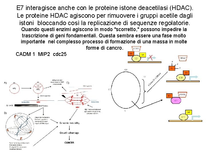 E 7 interagisce anche con le proteine istone deacetilasi (HDAC). Le proteine HDAC agiscono