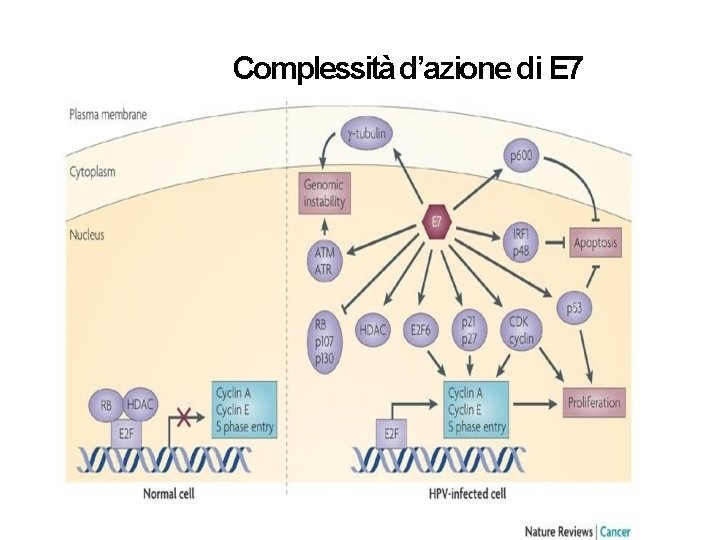 Complessità d’azione di E 7 