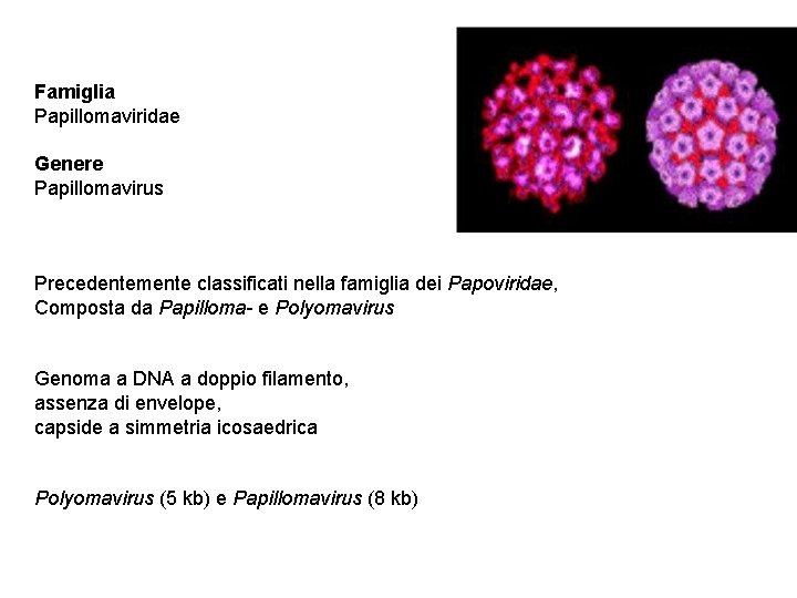 Famiglia Papillomaviridae Genere Papillomavirus Precedentemente classificati nella famiglia dei Papoviridae, Composta da Papilloma- e