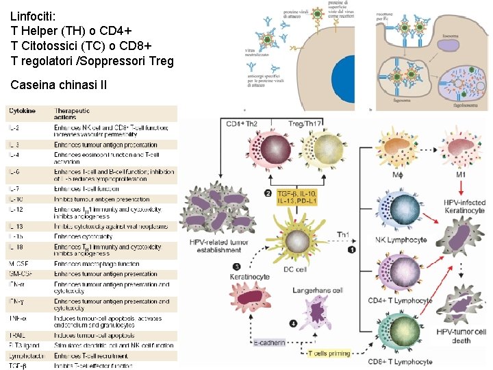 Linfociti: T Helper (TH) o CD 4+ T Citotossici (TC) o CD 8+ T