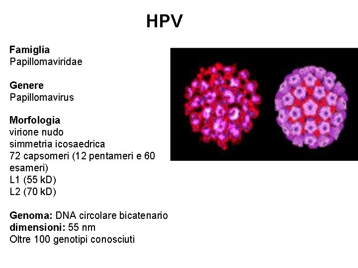 HPV Famiglia Papillomaviridae Genere Papillomavirus Morfologia virione nudo simmetria icosaedrica 72 capsomeri (12 pentameri