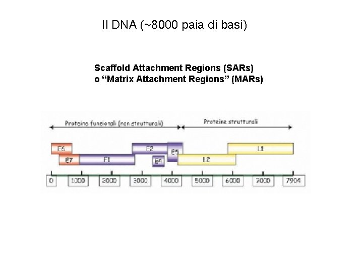 Il DNA (~8000 paia di basi) Scaffold Attachment Regions (SARs) o “Matrix Attachment Regions”