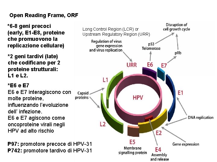 Open Reading Frame, ORF *6 -8 geni precoci (early, E 1 -E 8, proteine