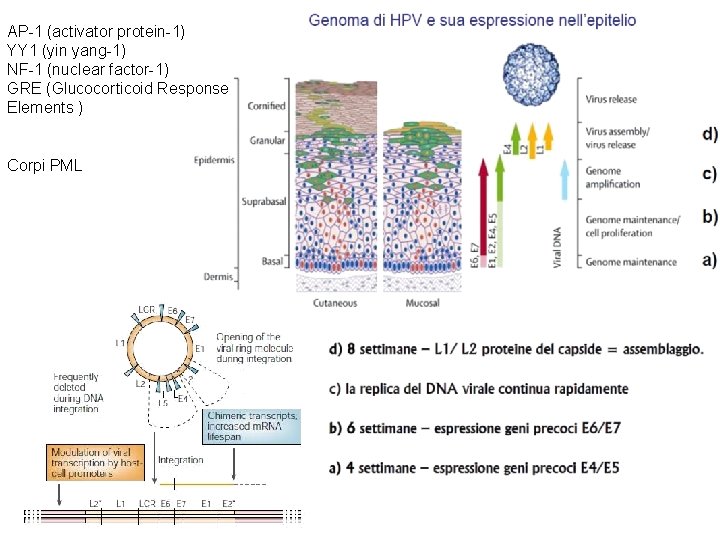 AP-1 (activator protein-1) YY 1 (yin yang-1) NF-1 (nuclear factor-1) GRE (Glucocorticoid Response Elements