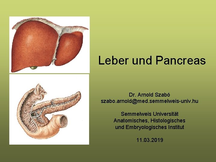 Leber und Pancreas Dr. Arnold Szabó szabo. arnold@med. semmelweis-univ. hu Semmelweis Universität Anatomisches, Histologisches