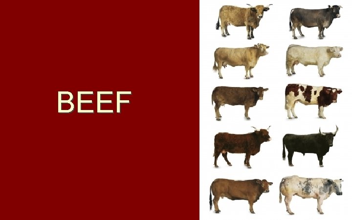 BEEF 