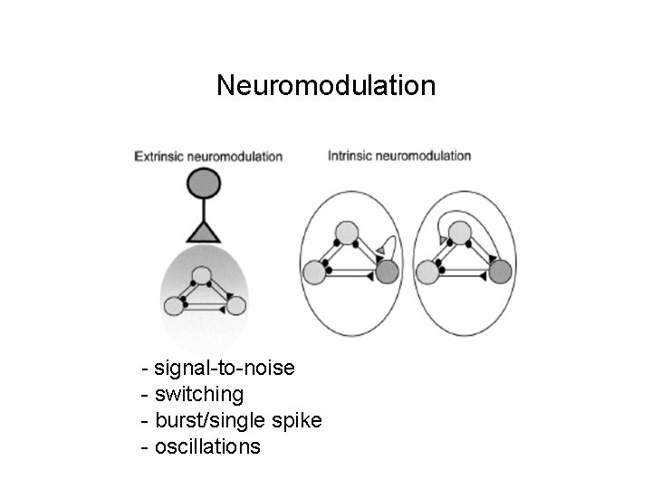 Neuromodulation - signal-to-noise - switching - burst/single spike - oscillations 