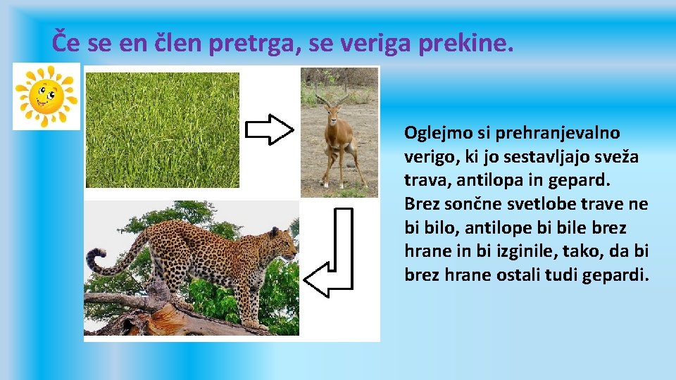 Če se en člen pretrga, se veriga prekine. Oglejmo si prehranjevalno verigo, ki jo