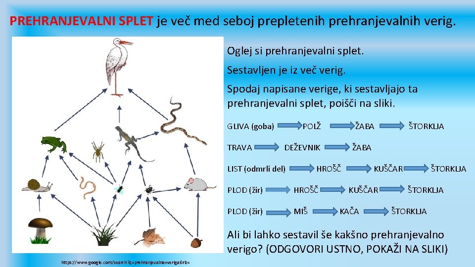 PREHRANJEVALNI SPLET je več med seboj prepletenih prehranjevalnih verig. Oglej si prehranjevalni splet. Sestavljen