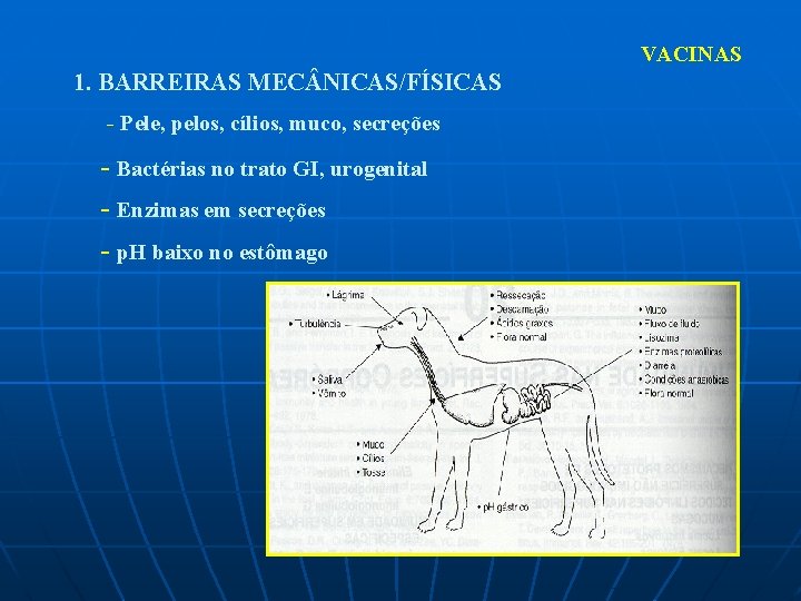 VACINAS 1. BARREIRAS MEC NICAS/FÍSICAS - Pele, pelos, cílios, muco, secreções - Bactérias no