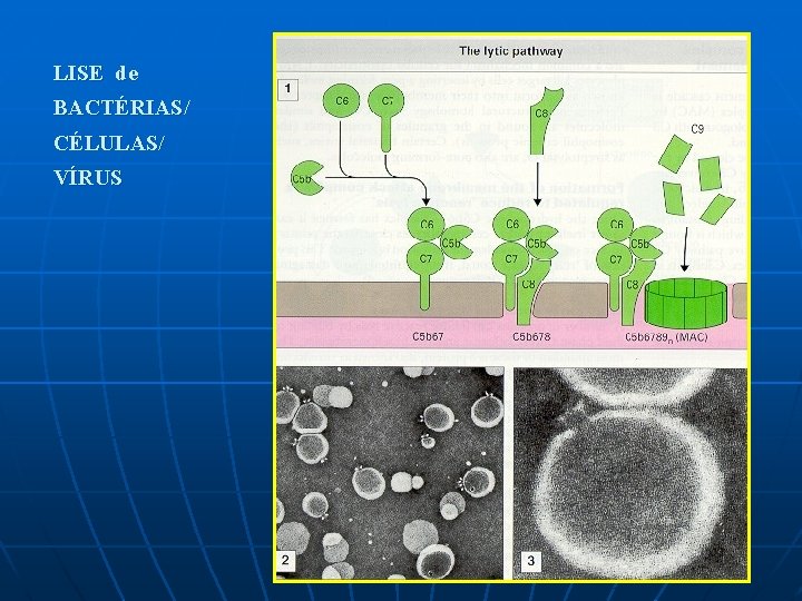 LISE de BACTÉRIAS/ CÉLULAS/ VÍRUS 