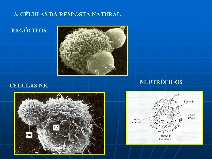 3. CÉLULAS DA RESPOSTA NATURAL FAGÓCITOS CÉLULAS NK NEUTRÓFILOS 