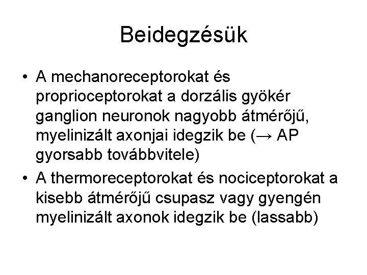 Beidegzésük • A mechanoreceptorokat és proprioceptorokat a dorzális gyökér ganglion neuronok nagyobb átmérőjű, myelinizált