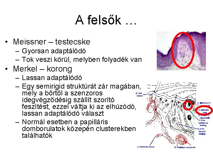 A felsők … • Meissner – testecske – Gyorsan adaptálódó – Tok veszi körül,