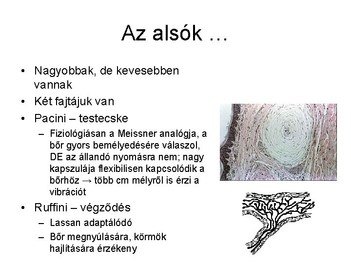 Az alsók … • Nagyobbak, de kevesebben vannak • Két fajtájuk van • Pacini