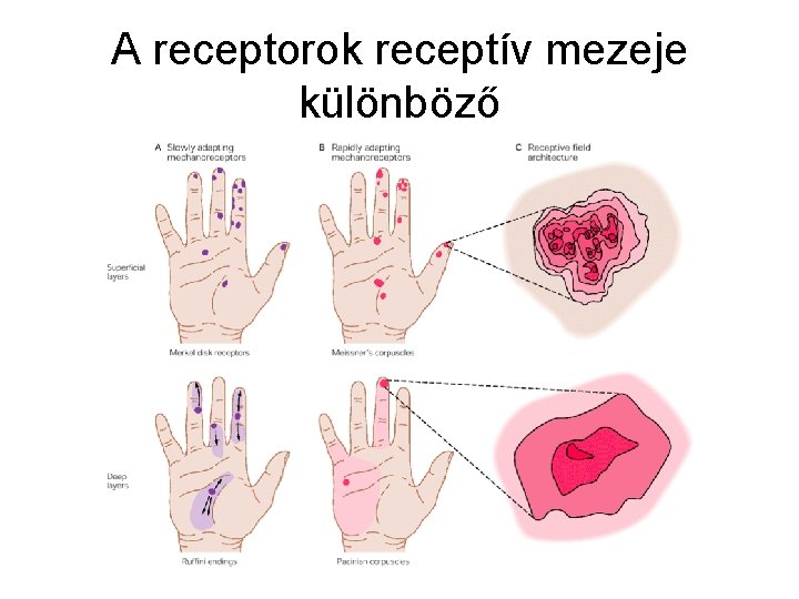 A receptorok receptív mezeje különböző 