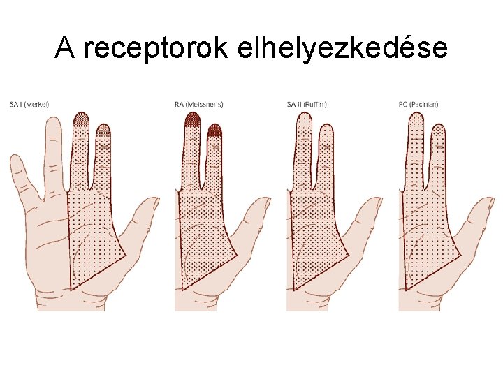 A receptorok elhelyezkedése 