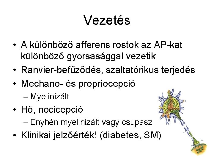 Vezetés • A különböző afferens rostok az AP-kat különböző gyorsasággal vezetik • Ranvier-befűződés, szaltatórikus