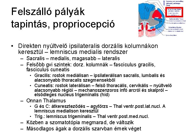 Felszálló pályák tapintás, propriocepció • Direkten nyúltvelő ipsilateralis dorzális kolumnákon keresztül – lemniscus medialis