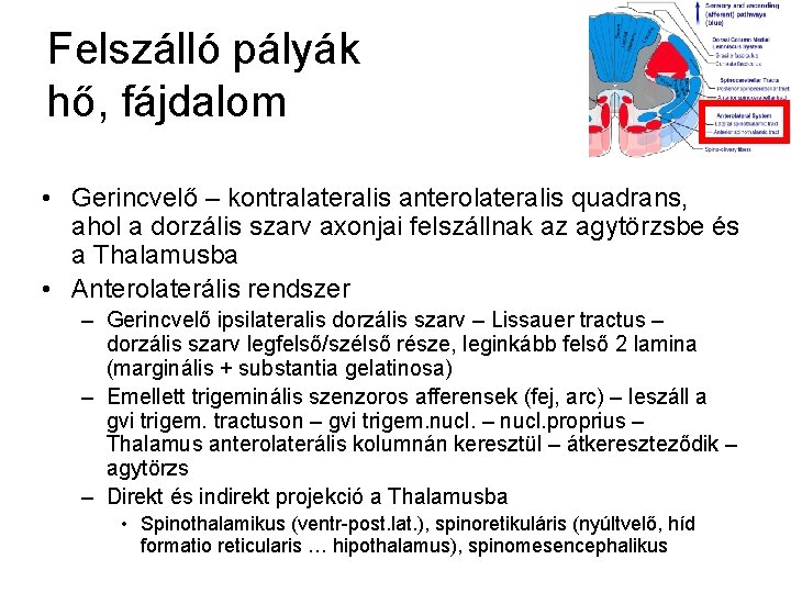 Felszálló pályák hő, fájdalom • Gerincvelő – kontralateralis anterolateralis quadrans, ahol a dorzális szarv