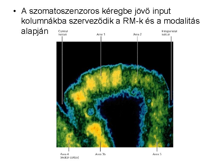  • A szomatoszenzoros kéregbe jövő input kolumnákba szerveződik a RM-k és a modalitás