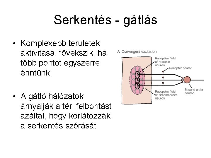 Serkentés - gátlás • Komplexebb területek aktivitása növekszik, ha több pontot egyszerre érintünk •