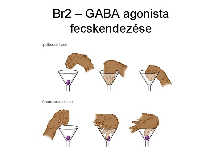 Br 2 – GABA agonista fecskendezése 