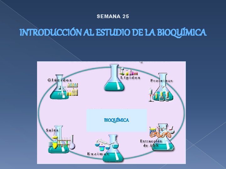 SEMANA 25 INTRODUCCIÓN AL ESTUDIO DE LA BIOQUÍMICA 