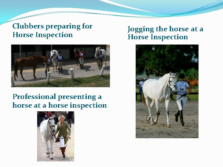 Clubbers preparing for Horse Inspection Professional presenting a horse at a horse inspection Jogging
