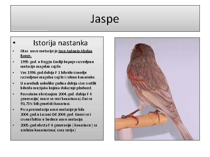 Jaspe • • Istorija nastanka Otac nove mutacije je Jose Antonio Abelan Banos. 1995