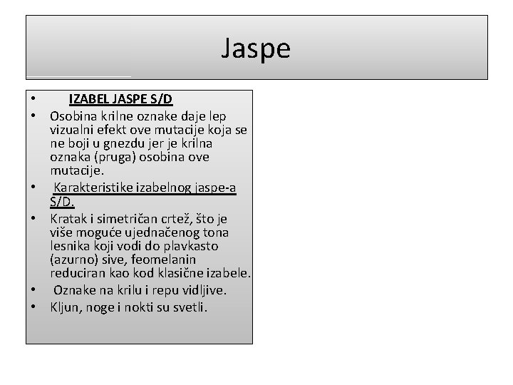 Jaspe • IZABEL JASPE S/D • Osobina krilne oznake daje lep vizualni efekt ove