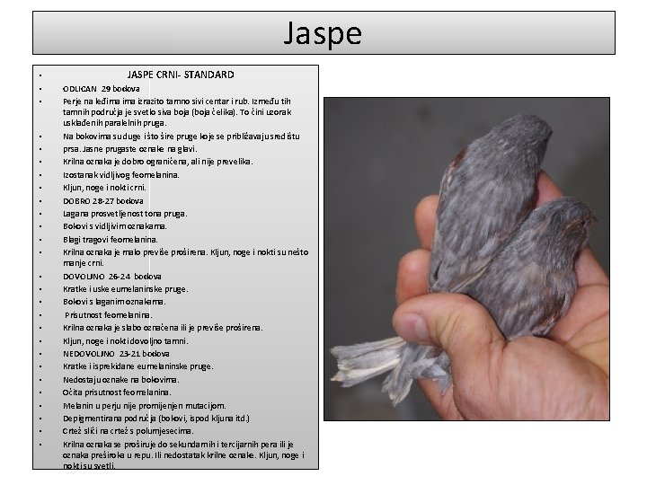 Jaspe • • • • • • • JASPE CRNI- STANDARD ODLICAN 29 bodova