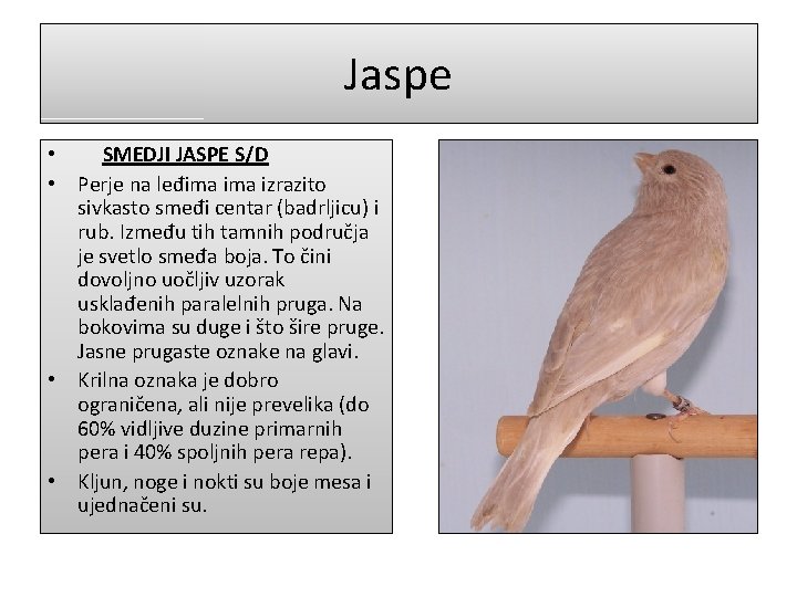 Jaspe • SMEDJI JASPE S/D • Perje na leđima izrazito sivkasto smeđi centar (badrljicu)