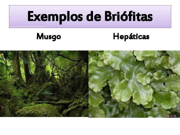 Exemplos de Briófitas Musgo Hepáticas 