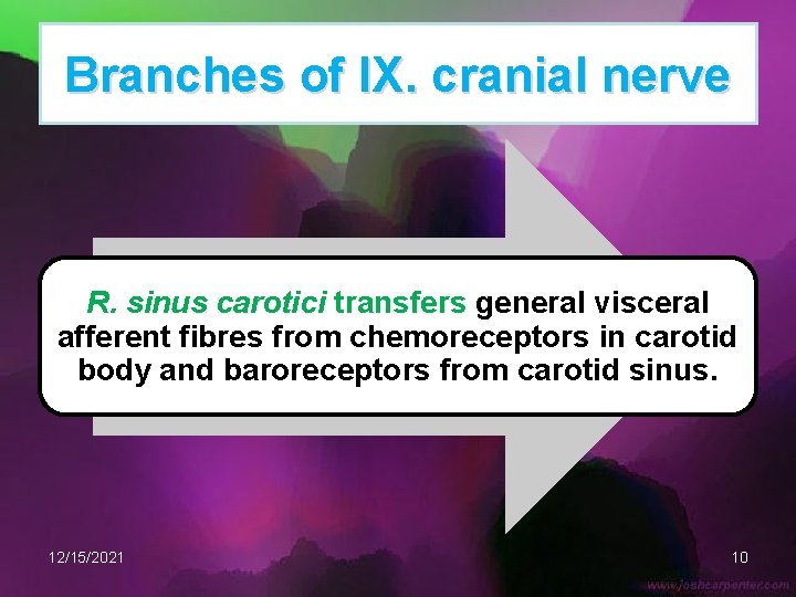 Branches of IX. cranial nerve R. sinus carotici transfers general visceral afferent fibres from