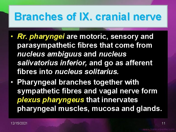 Branches of IX. cranial nerve • Rr. pharyngei are motoric, sensory and parasympathetic fibres
