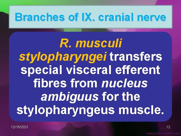 Branches of IX. cranial nerve R. musculi stylopharyngei transfers special visceral efferent fibres from