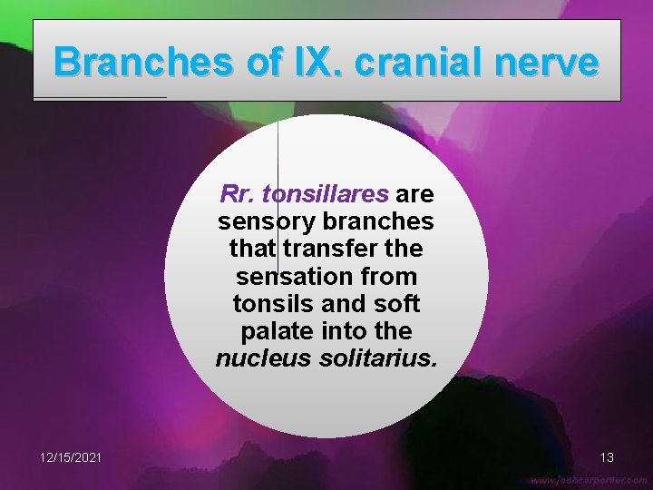 Branches of IX. cranial nerve Rr. tonsillares are sensory branches that transfer the sensation