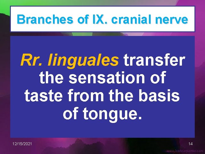 Branches of IX. cranial nerve Rr. linguales transfer the sensation of taste from the