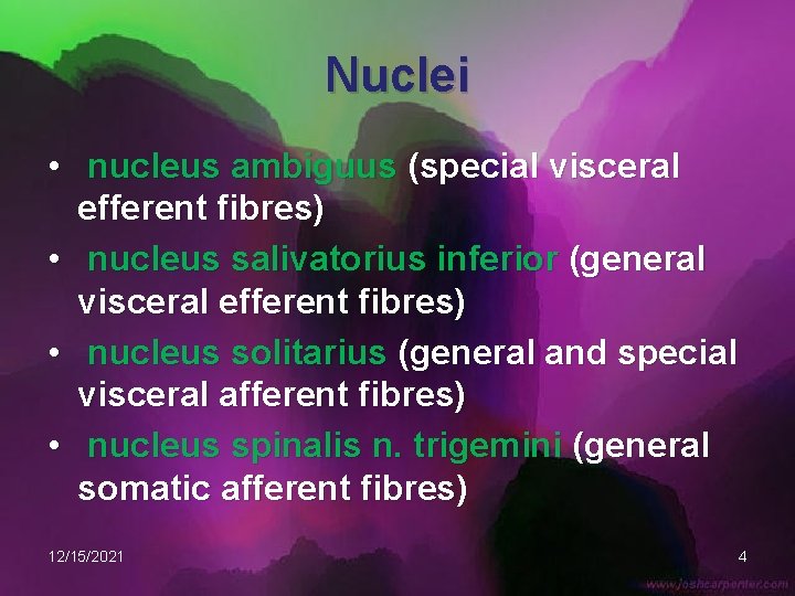Nuclei • nucleus ambiguus (special visceral efferent fibres) • nucleus salivatorius inferior (general visceral