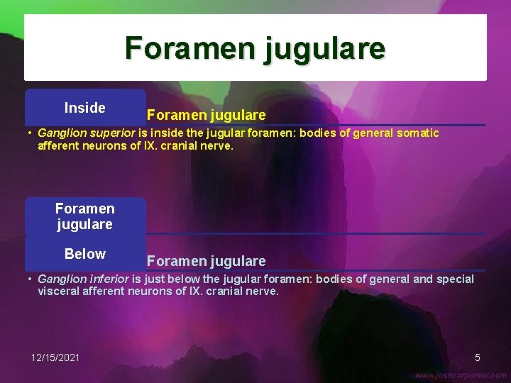 Foramen jugulare Inside Foramen jugulare • Ganglion superior is inside the jugular foramen: bodies