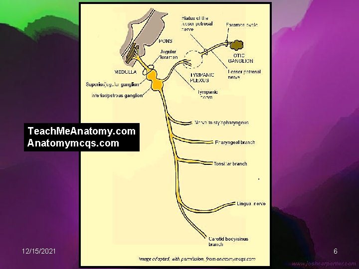 Teach. Me. Anatomy. com Anatomymcqs. com 12/15/2021 6 