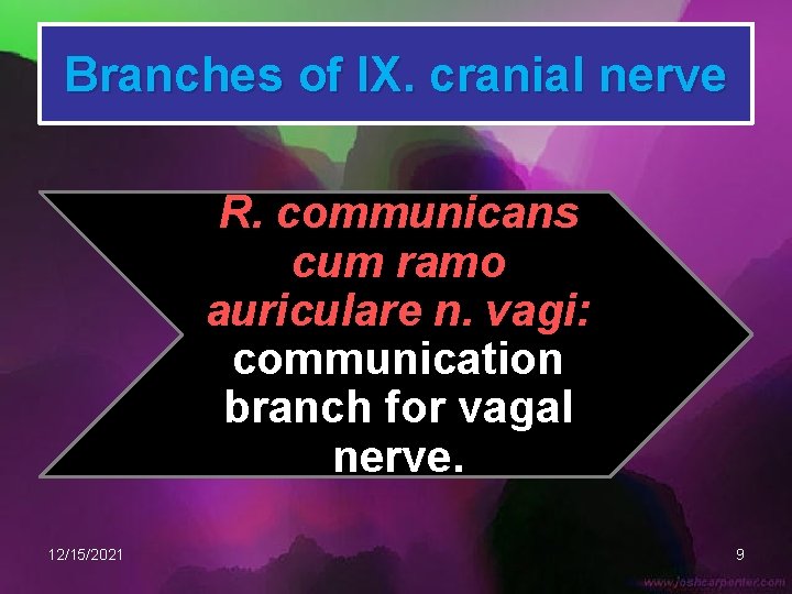 Branches of IX. cranial nerve R. communicans cum ramo auriculare n. vagi: communication branch