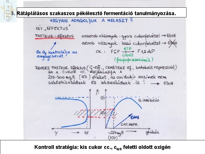 3. Rátáplálásos szakaszos pékélesztõ fermentáció tanulmányozása. Kontroll stratégia: kis cukor cc. , ckrit feletti